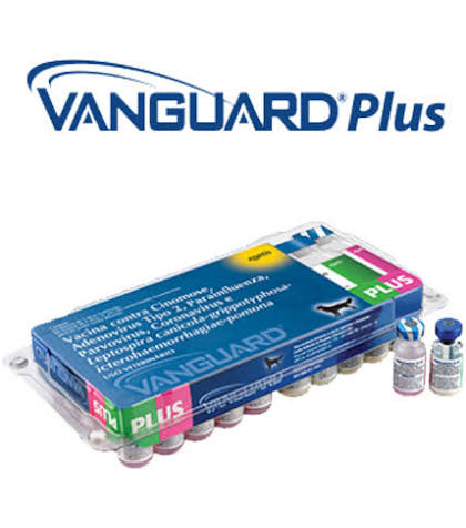 VACINA VANGUARD PLUS V10 ZOETIS